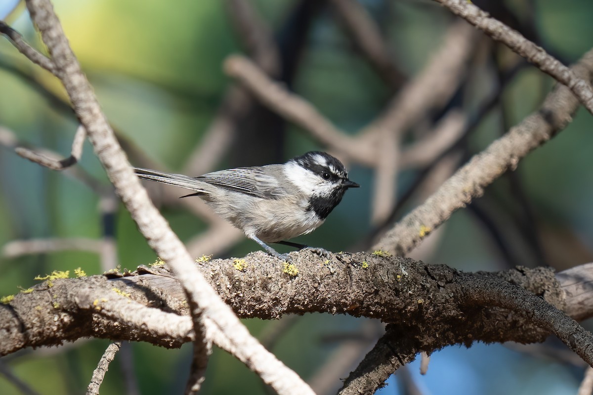 Mountain Chickadee - Paul Beerman