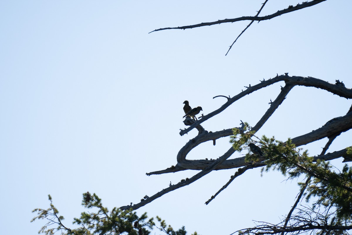 Evening Grosbeak - Paul Beerman