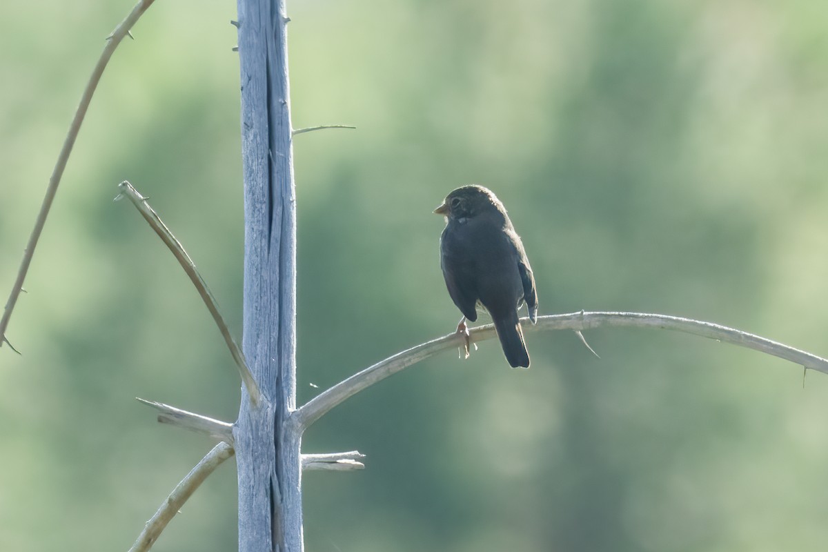 Fox Sparrow (Thick-billed) - ML608605562