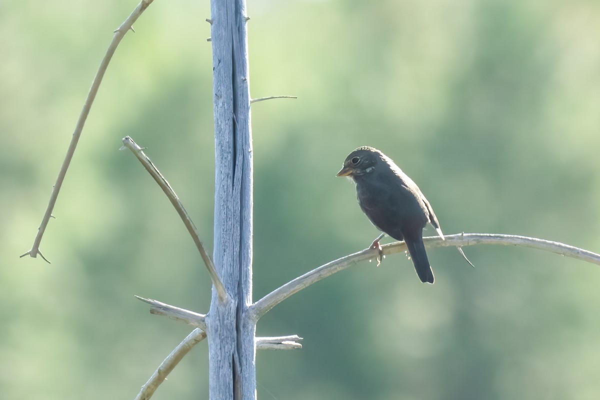 Fox Sparrow (Thick-billed) - ML608605563