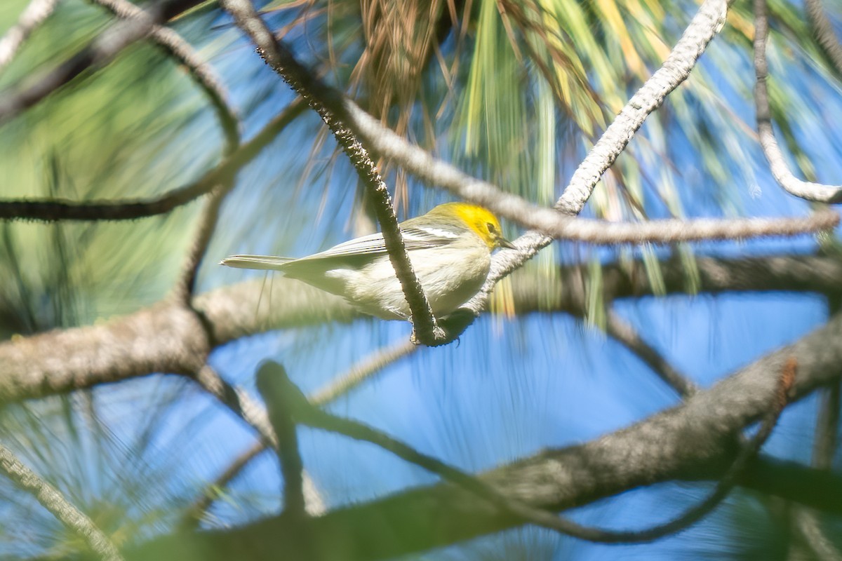 Paruline à tête jaune - ML608605566