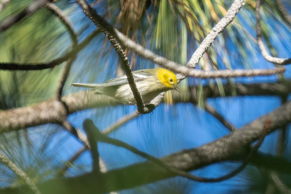 Paruline à tête jaune - ML608605567