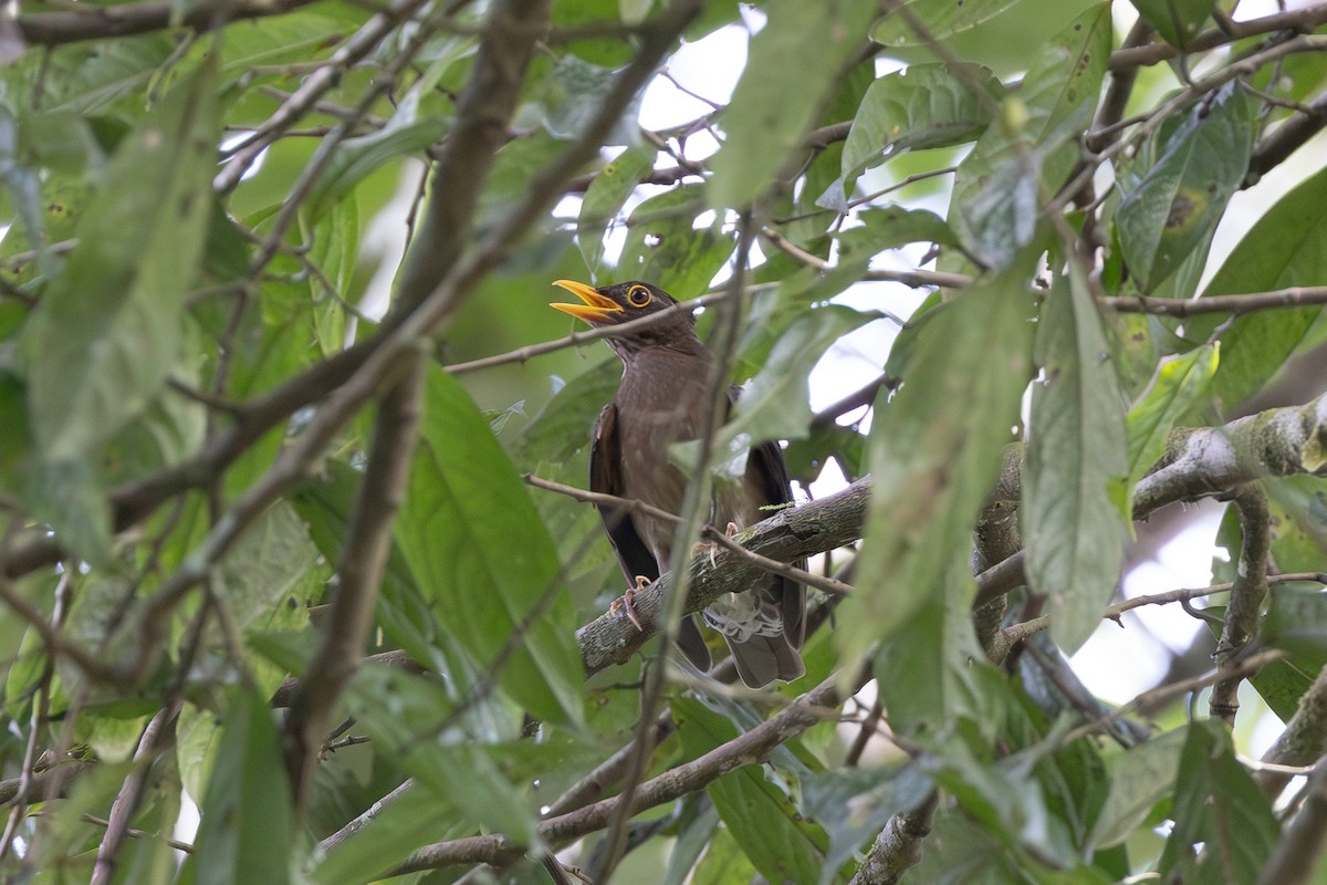 Lawrence's Thrush - ML608605625