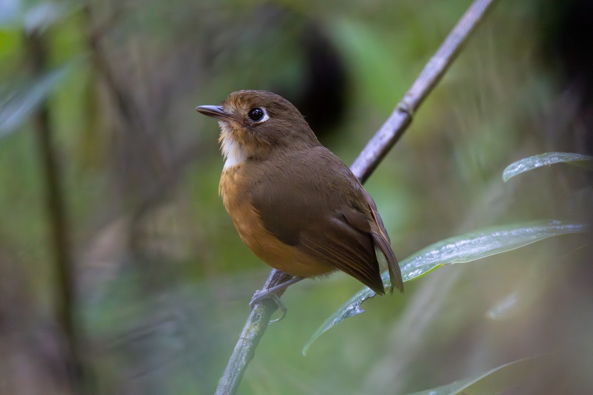 Leymebamba Antpitta - ML608605722