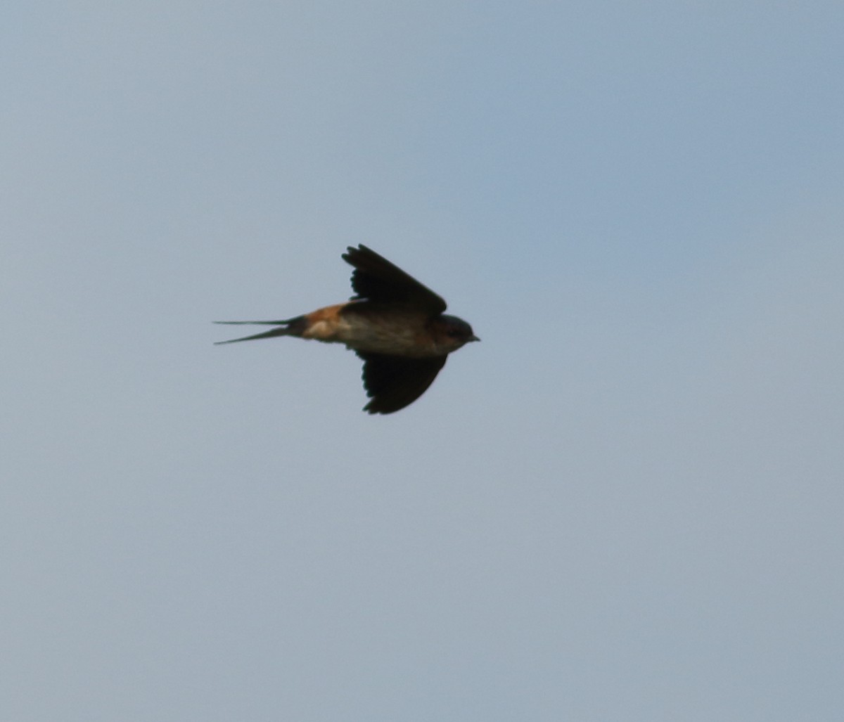 Red-rumped Swallow - ML608605730