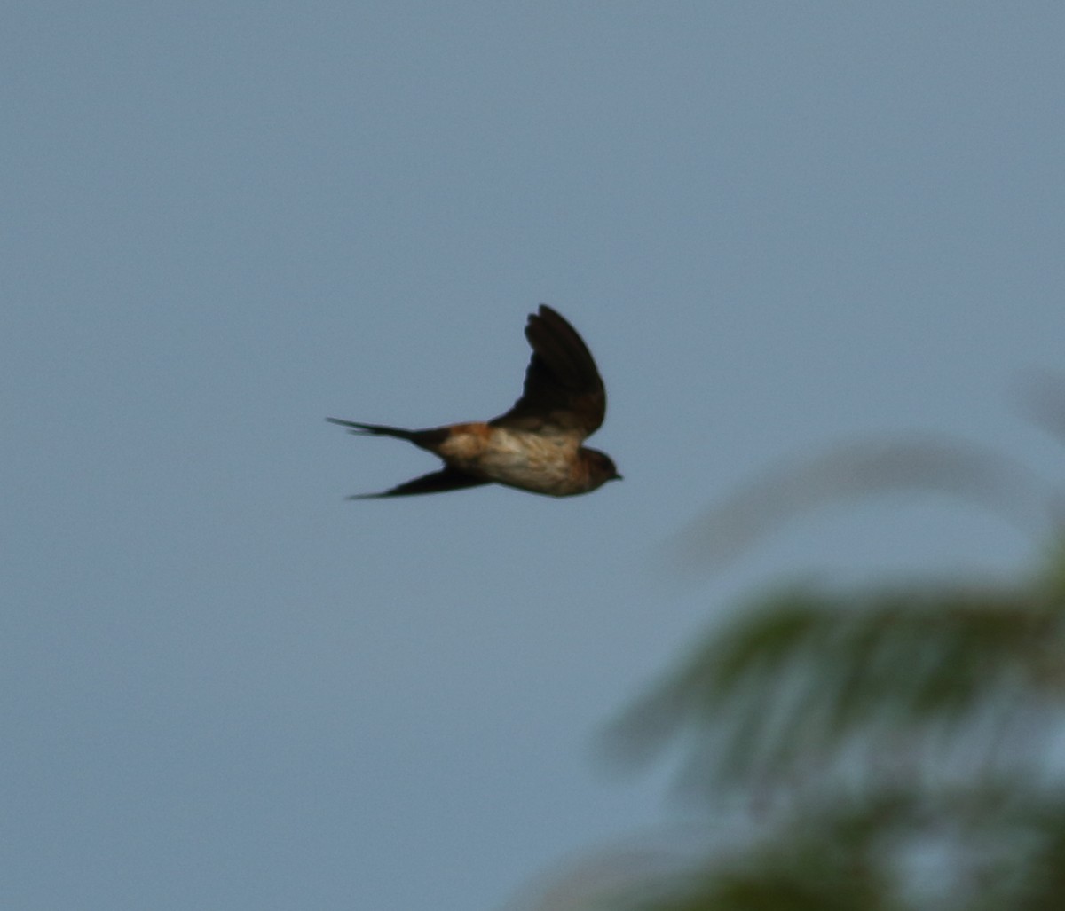 Red-rumped Swallow - ML608605731