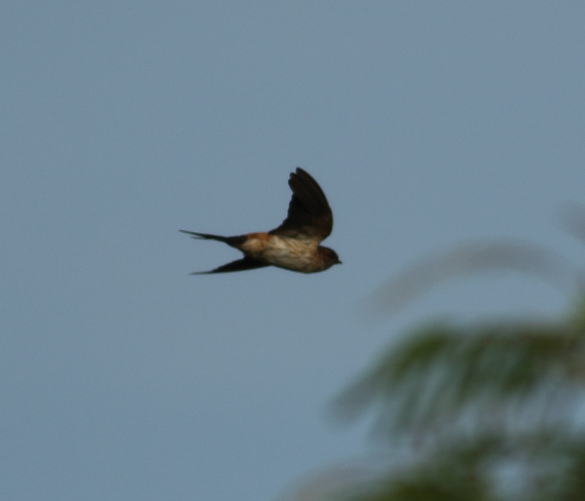 Golondrina Dáurica - ML608605731