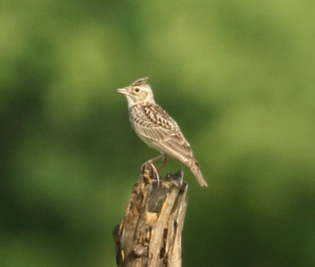 Oriental Skylark - ML608605790