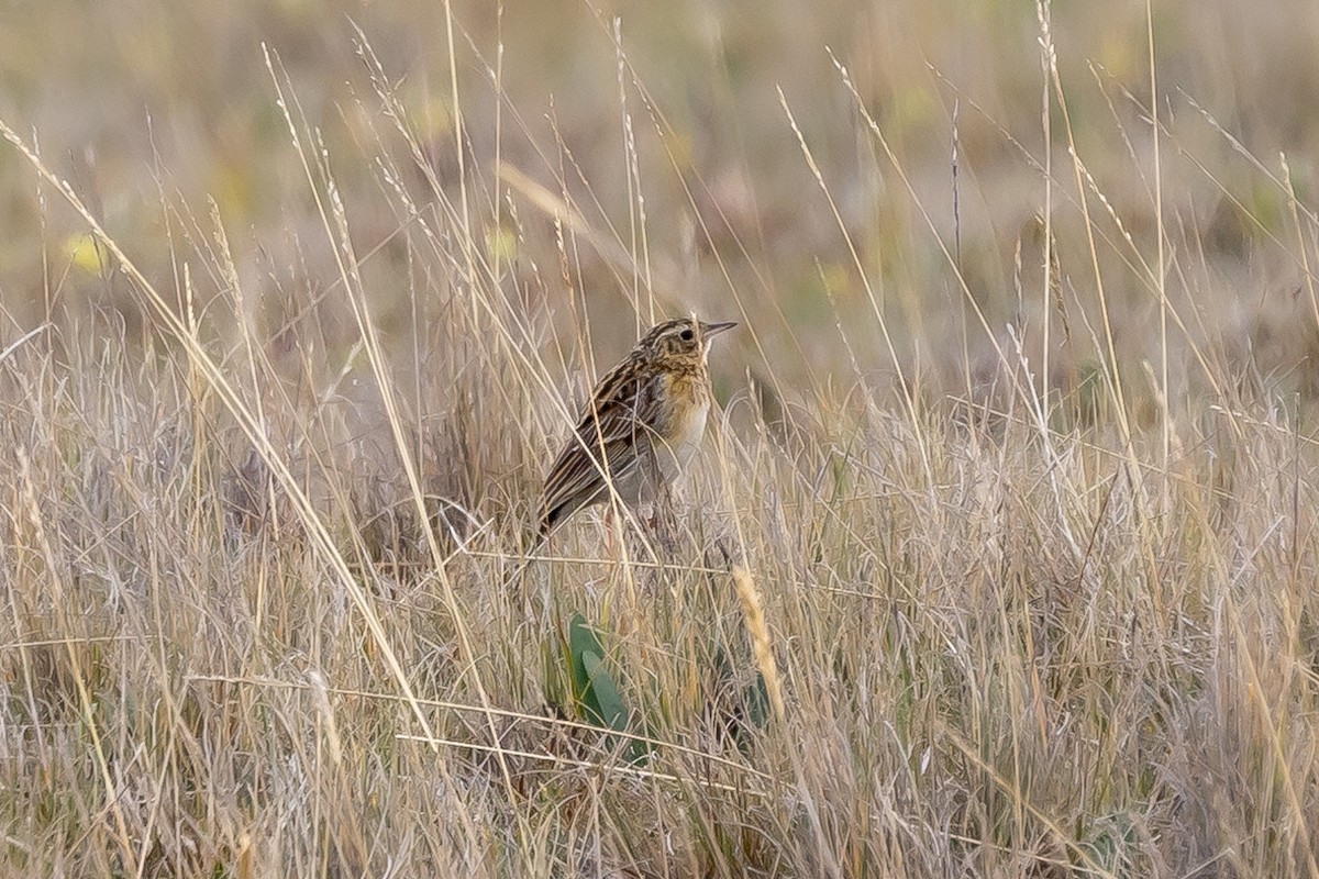 Pipit du paramo - ML608605815