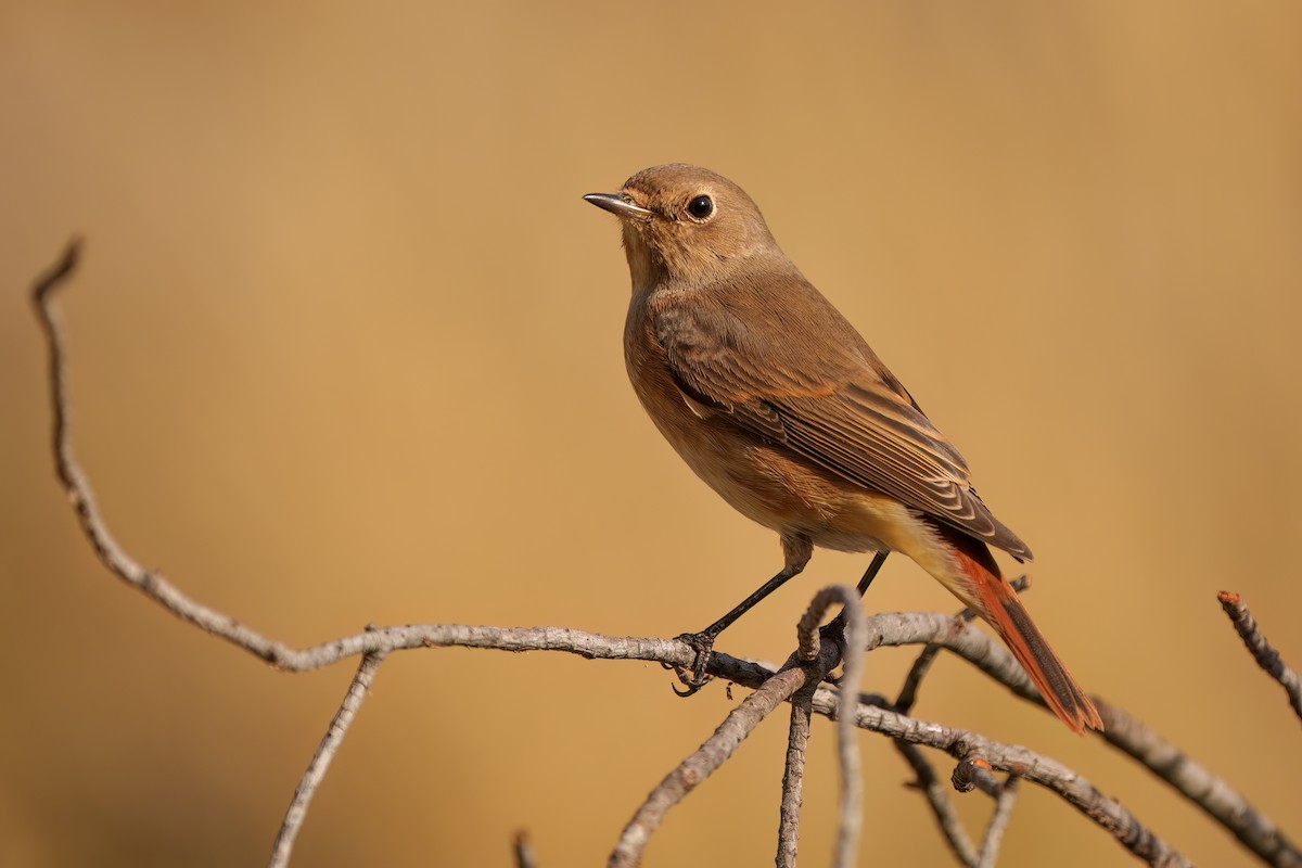 Common Redstart - ML608605820