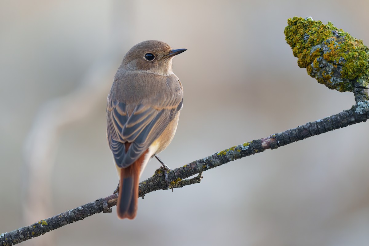 Common Redstart - ML608605821