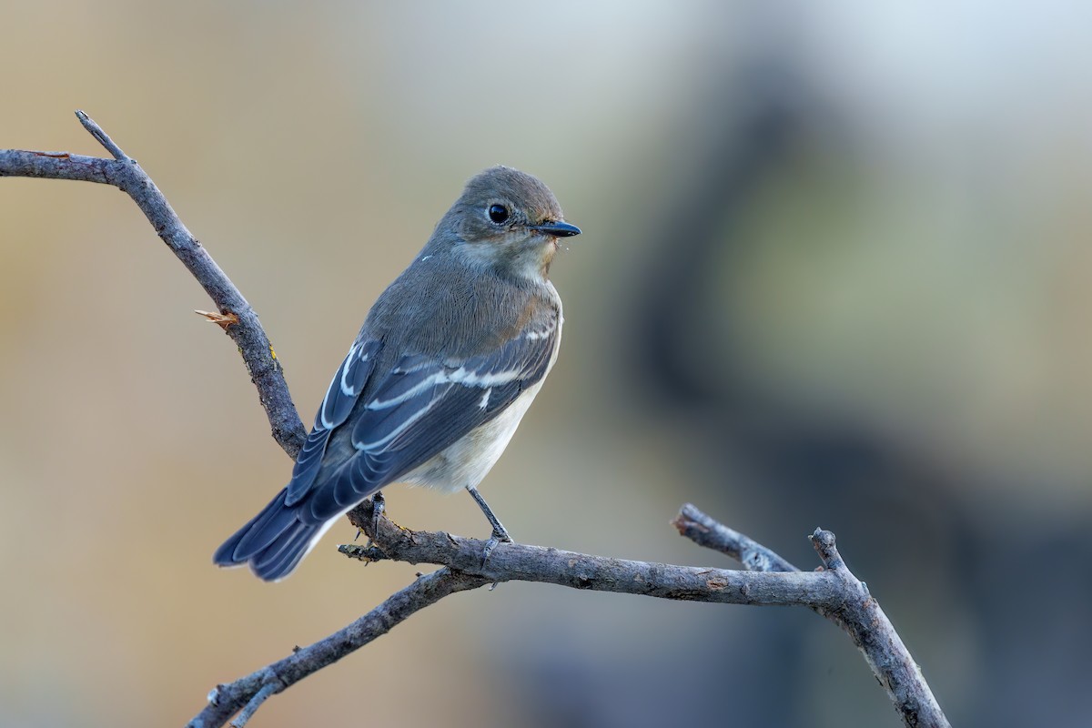European Pied Flycatcher - ML608605844