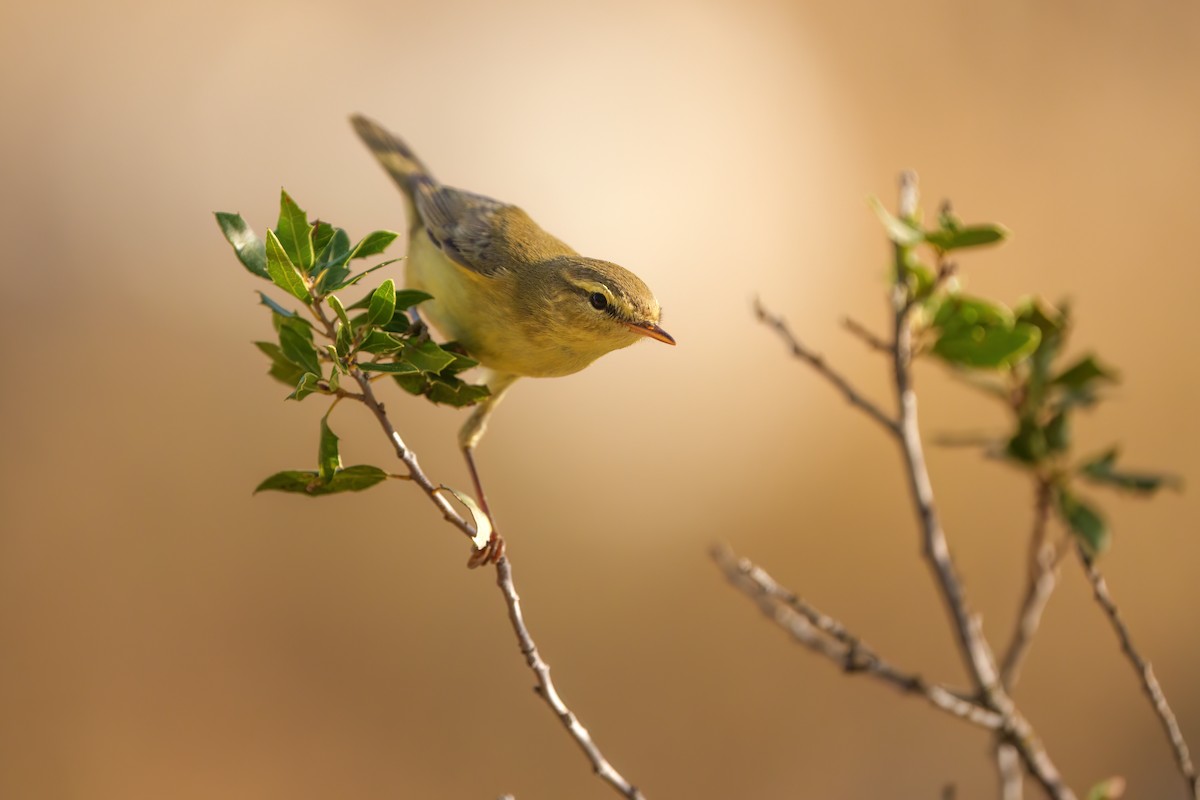 Willow Warbler - ML608605856