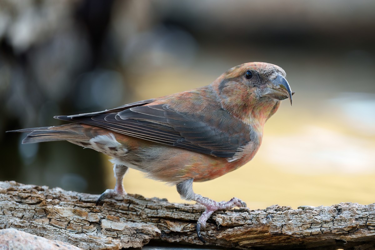 Red Crossbill - ML608605871