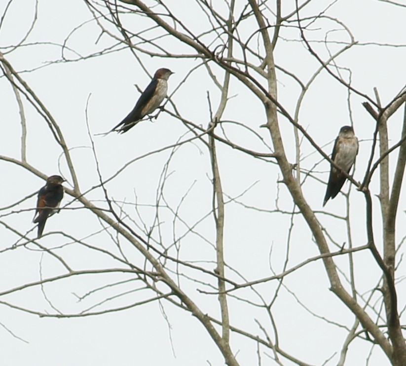 Red-rumped Swallow - ML608605914