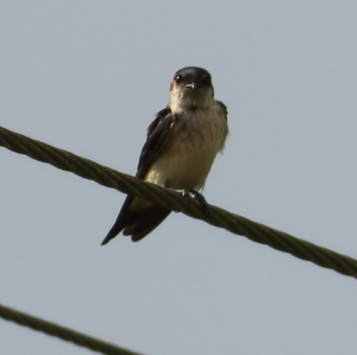 Red-rumped Swallow - ML608605915