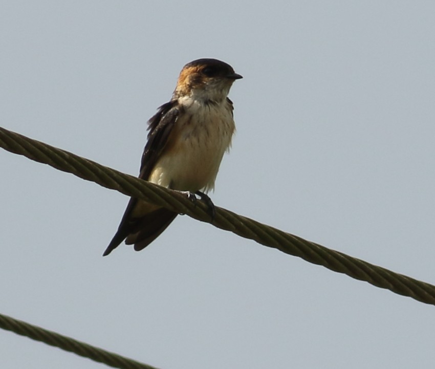 Red-rumped Swallow - ML608605916