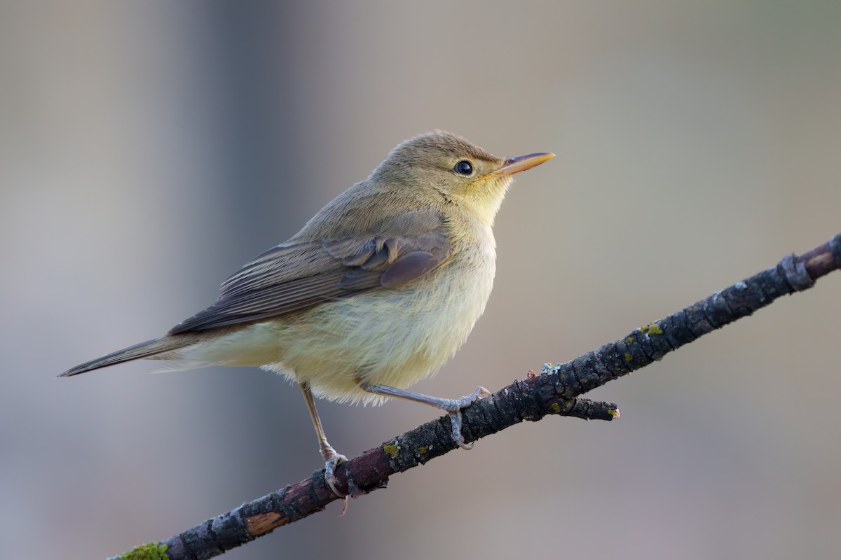 Melodious Warbler - ML608605947
