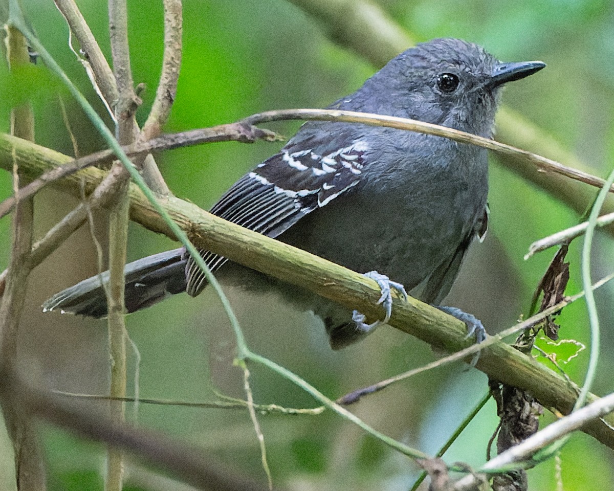 Parker's Antbird - Grant Price