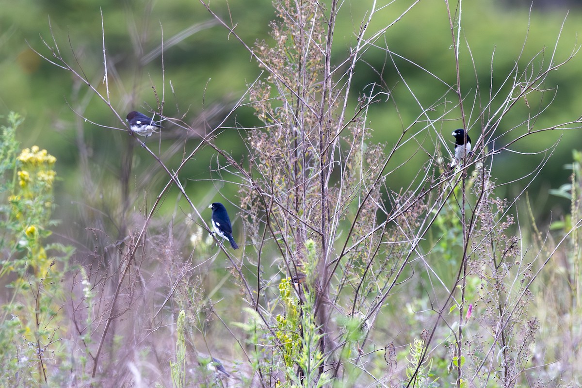 Black-and-white Seedeater - ML608606011