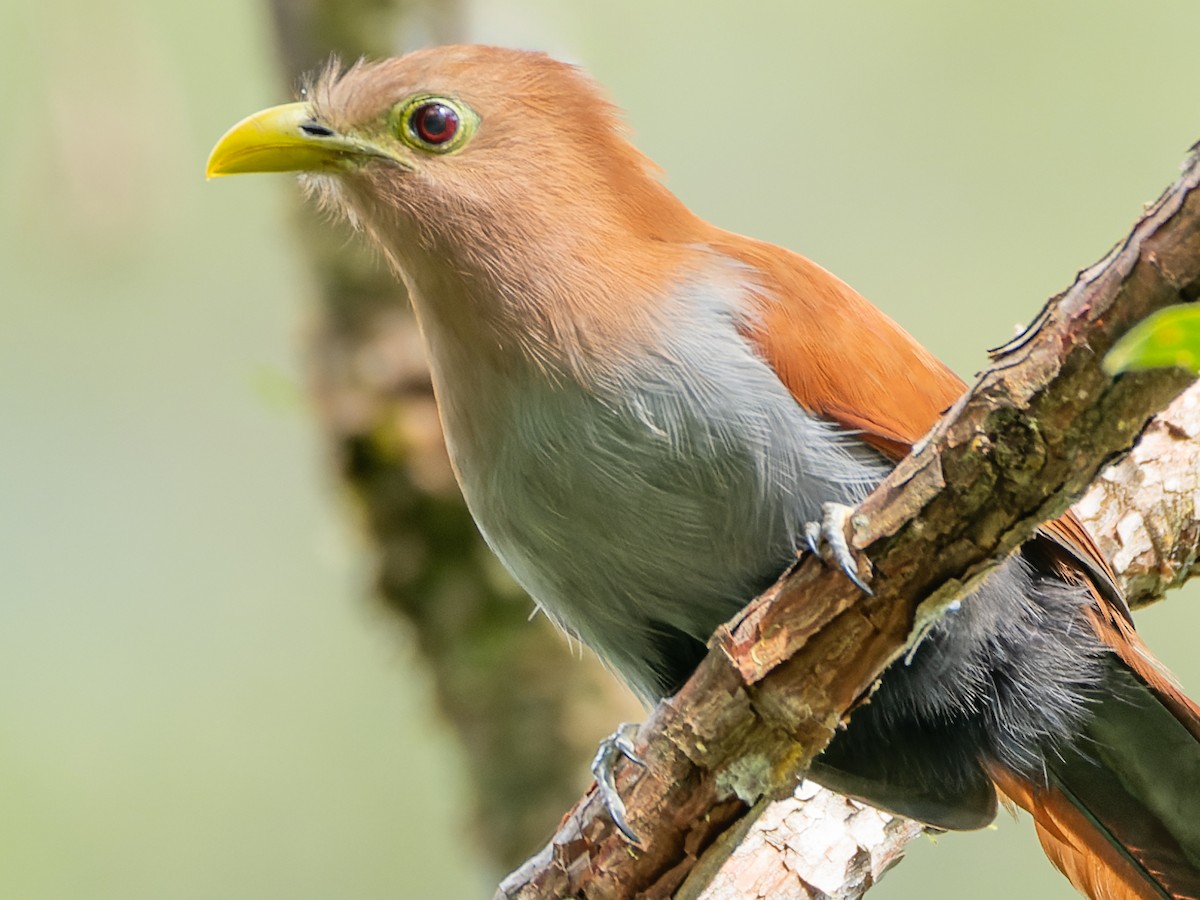 Squirrel Cuckoo - ML608606036