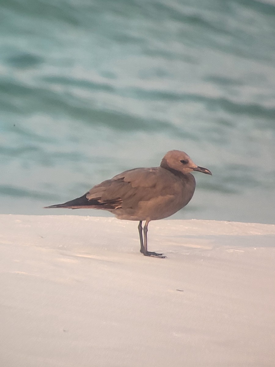 Gray Gull - ML608606071