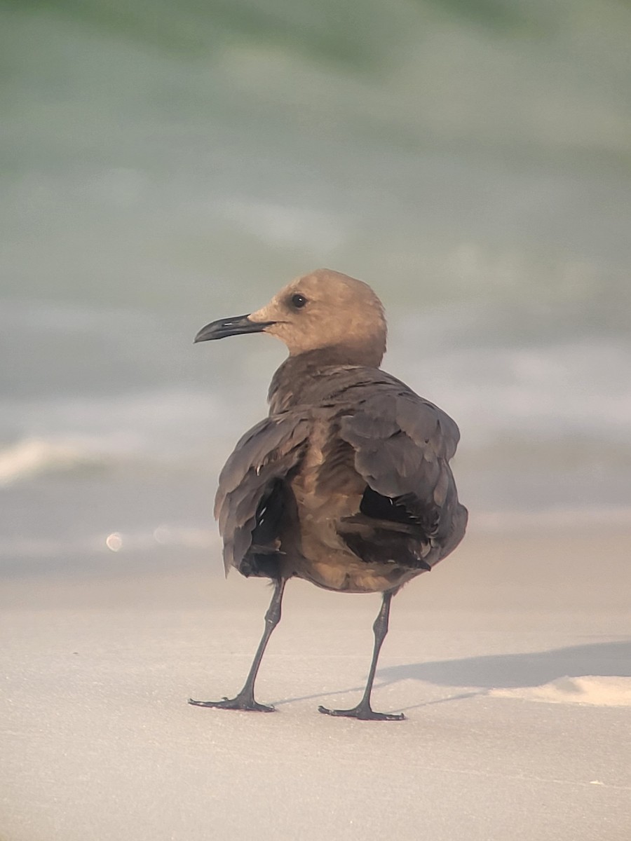 Gray Gull - ML608606072