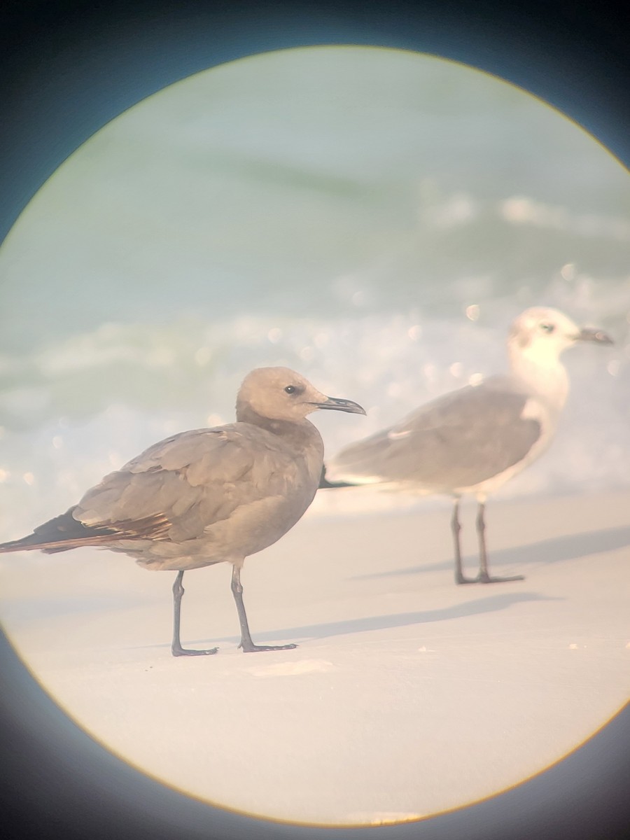 Gray Gull - ML608606075