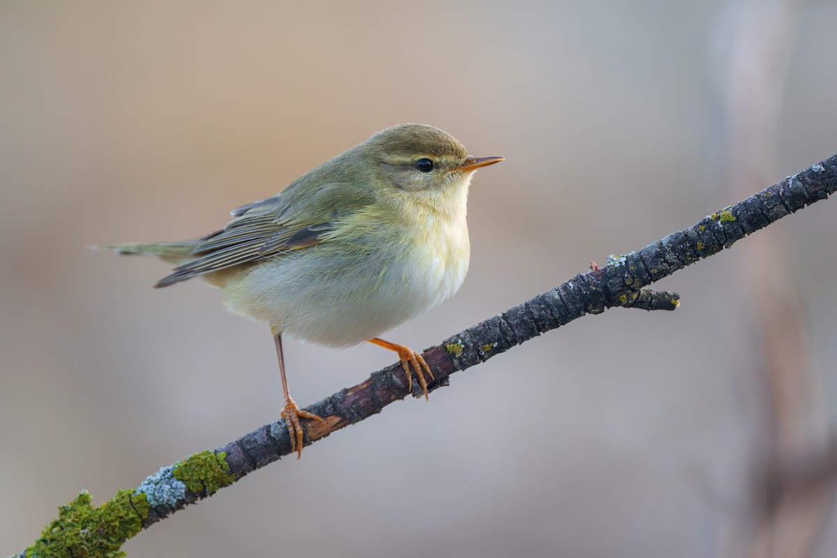 Willow Warbler - ML608606110