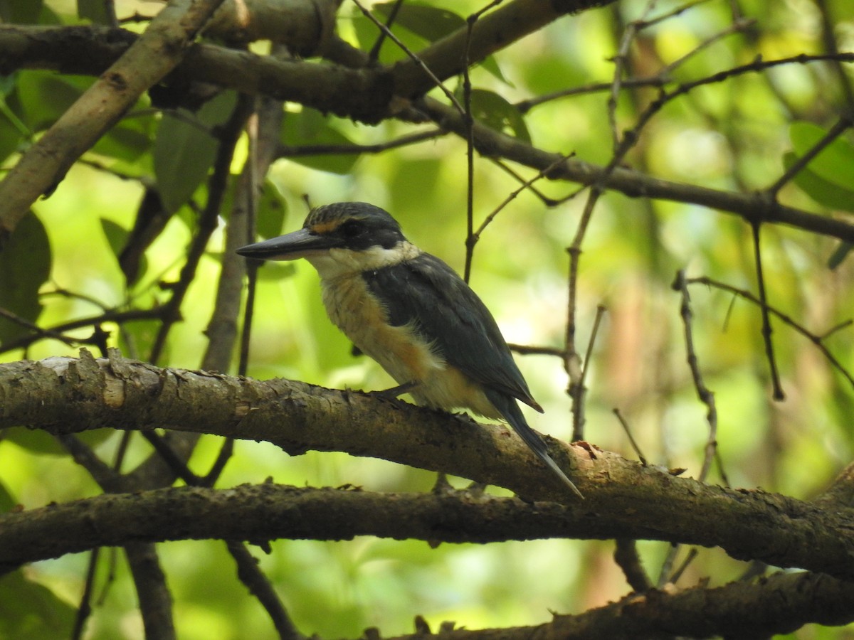 Sacred Kingfisher - ML608606113