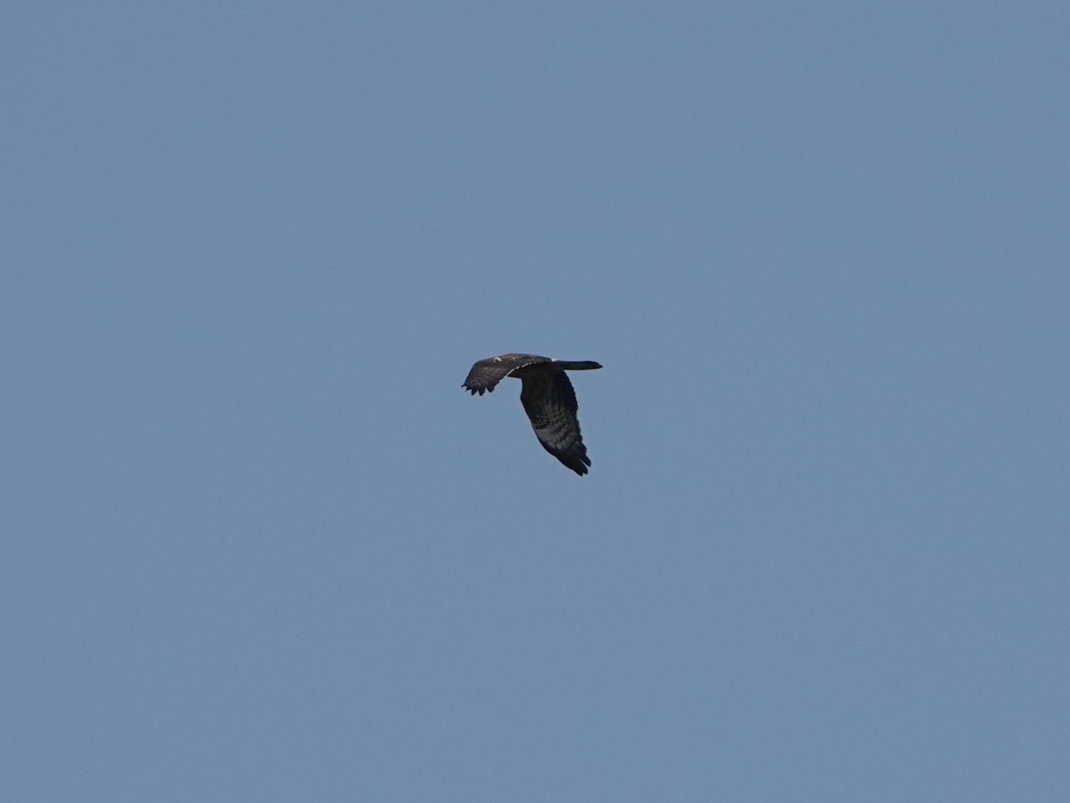 European Honey-buzzard - ML608606267