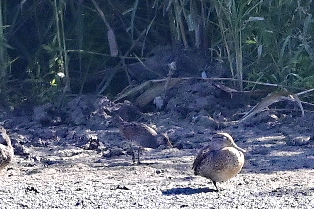 Spotted Crake - ML608606317