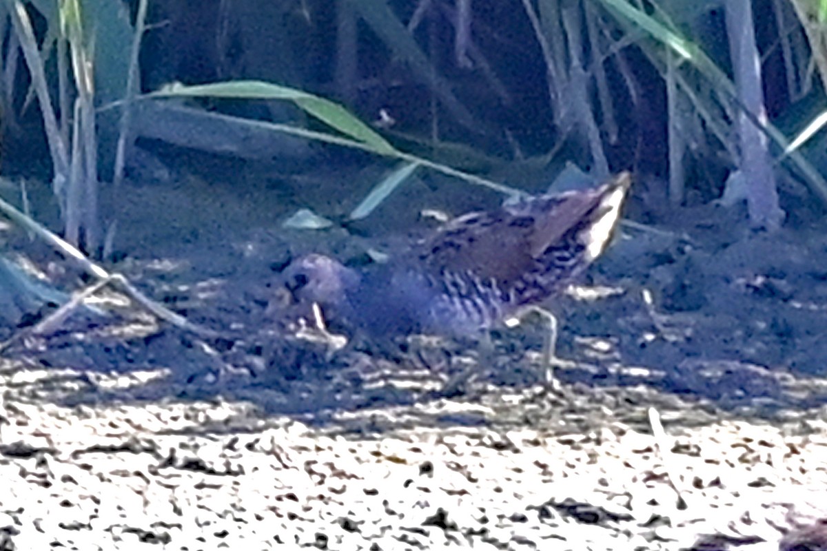 Spotted Crake - ML608606329