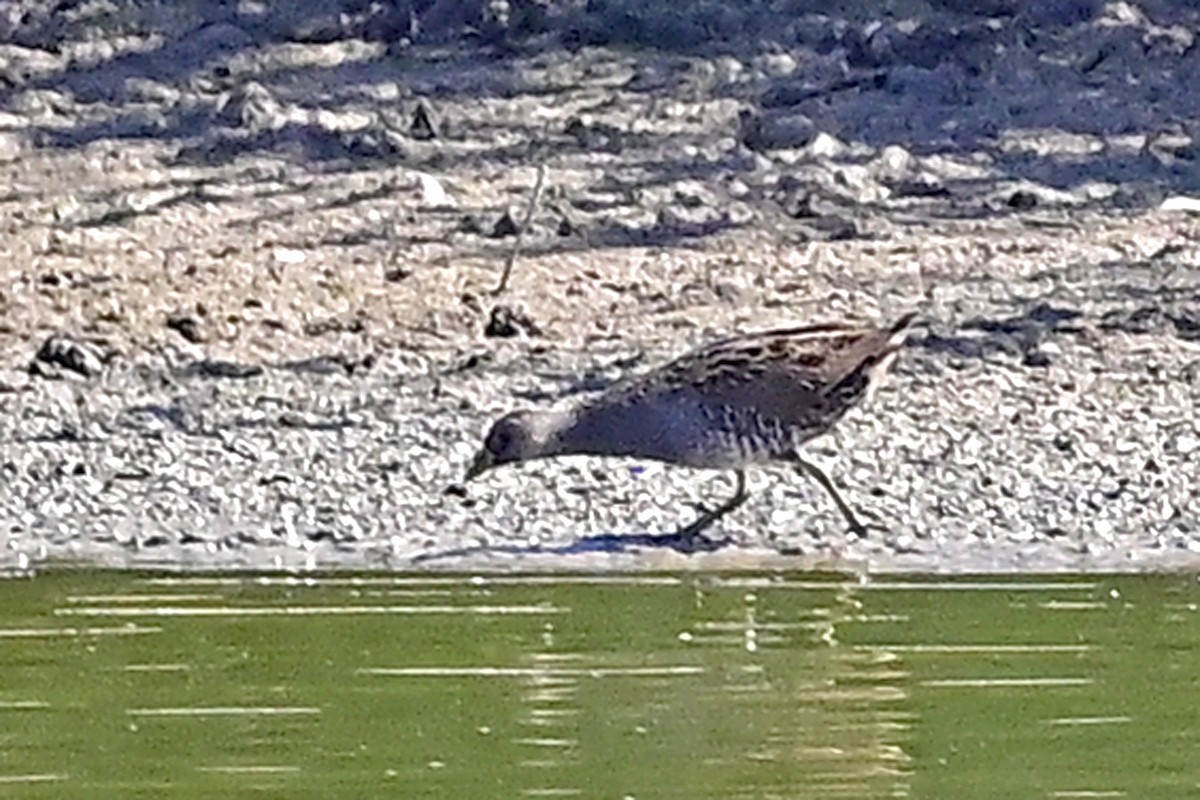 Spotted Crake - ML608606331