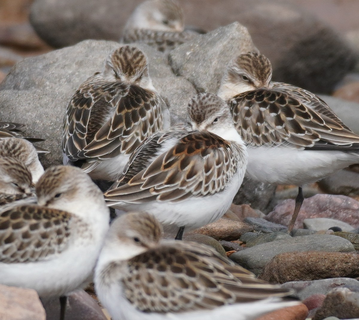 Western Sandpiper - ML608606350