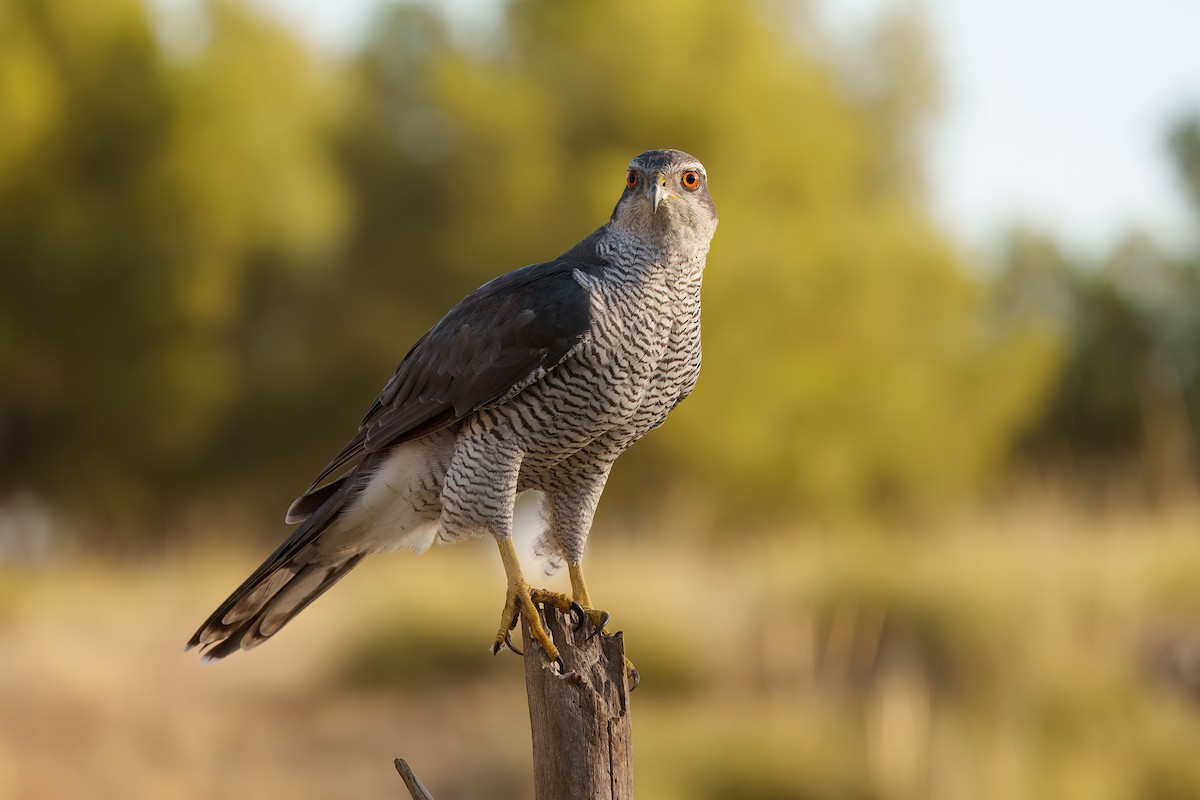 Eurasian Goshawk - Ernesto  Orellana Avilés