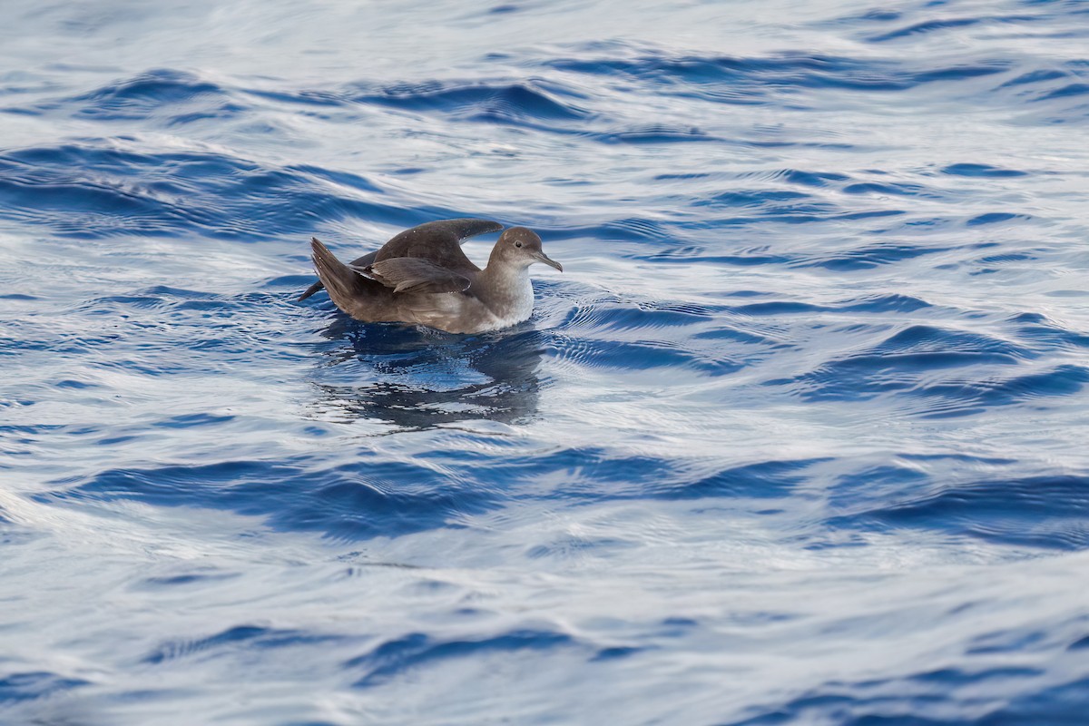 Balearic Shearwater - ML608606417