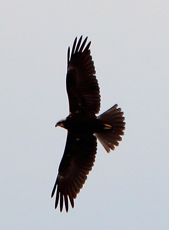 Western Marsh Harrier - ML608606419