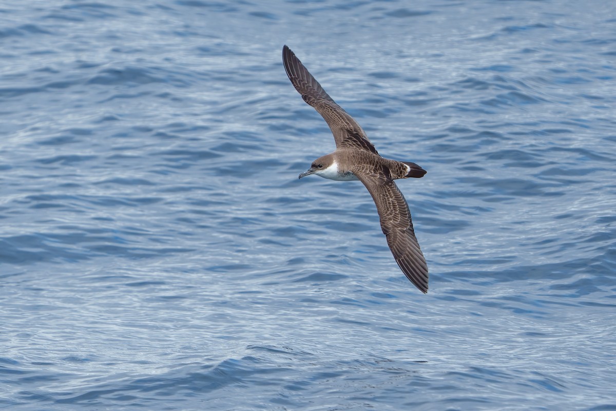 Great Shearwater - ML608606424
