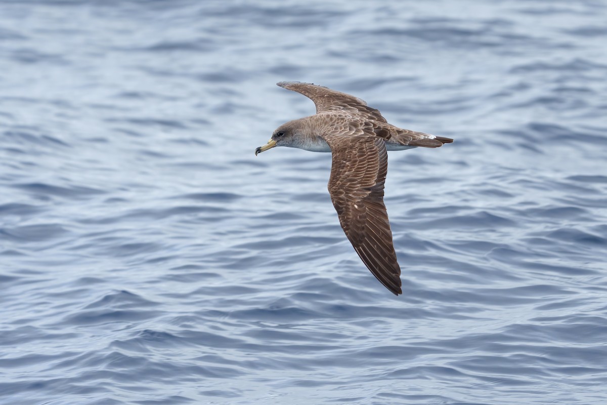 Cory's/Scopoli's Shearwater - ML608606431