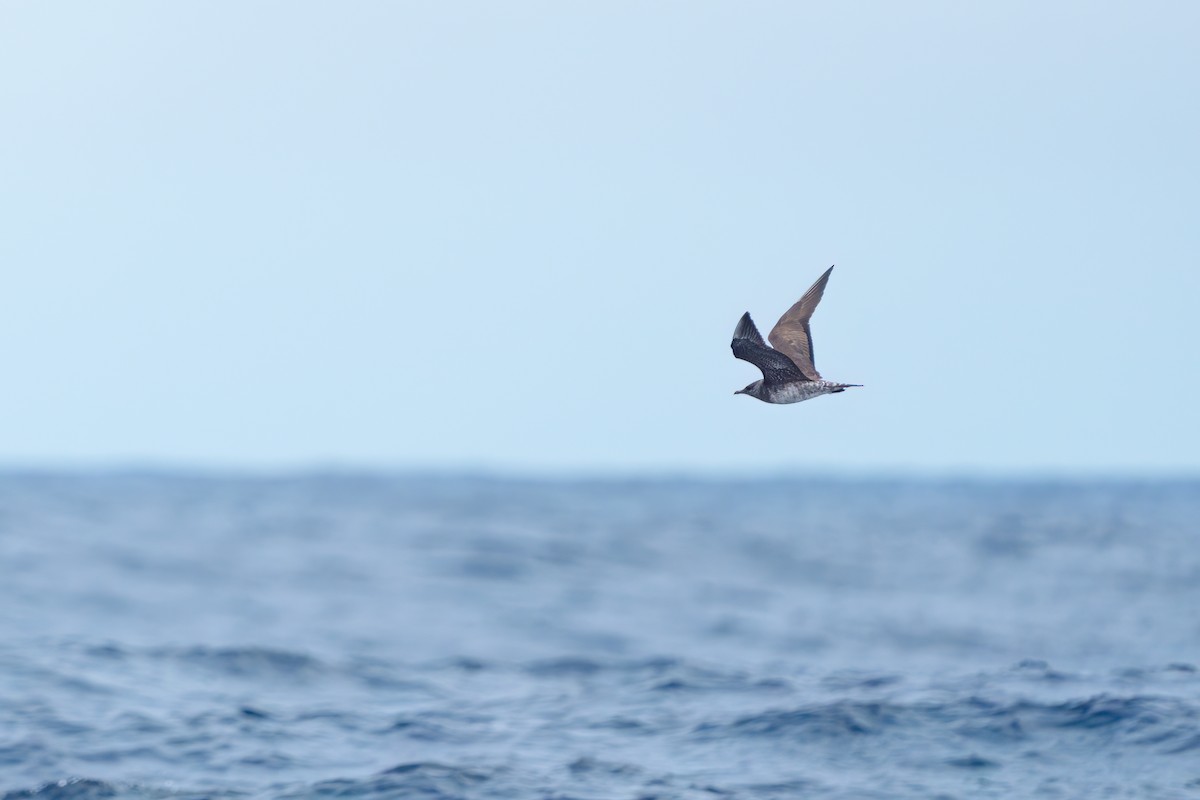 Long-tailed Jaeger - ML608606436