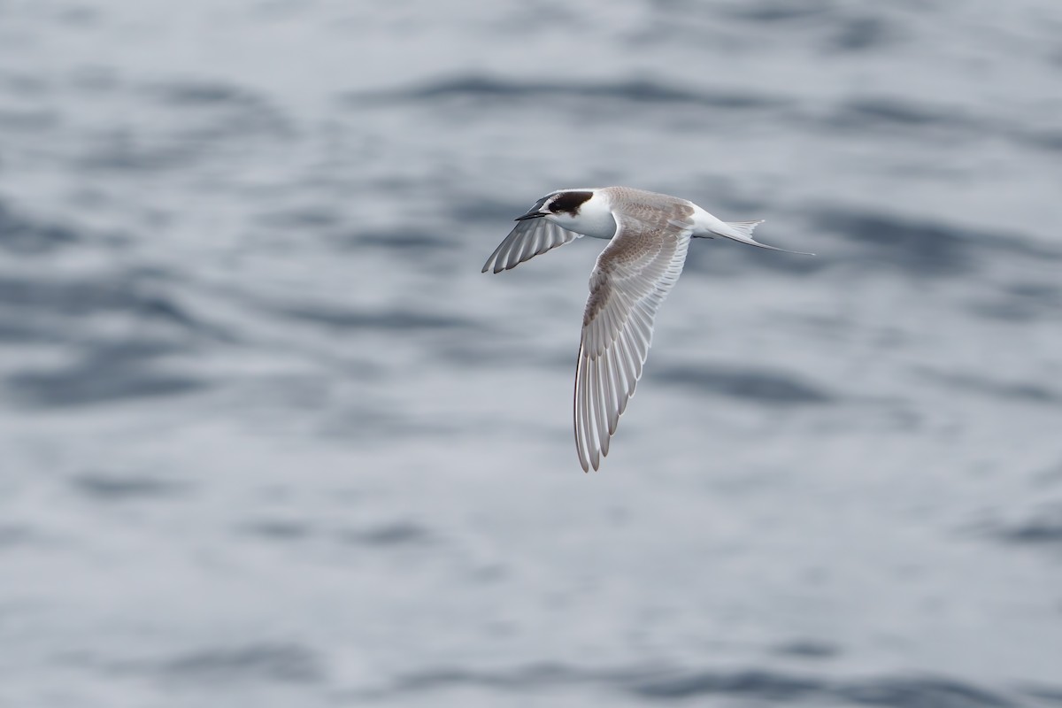 Arctic Tern - ML608606489