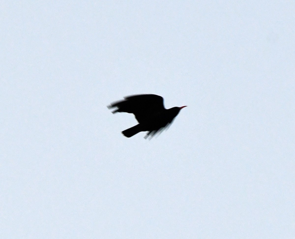 Red-billed Chough - ML608606503