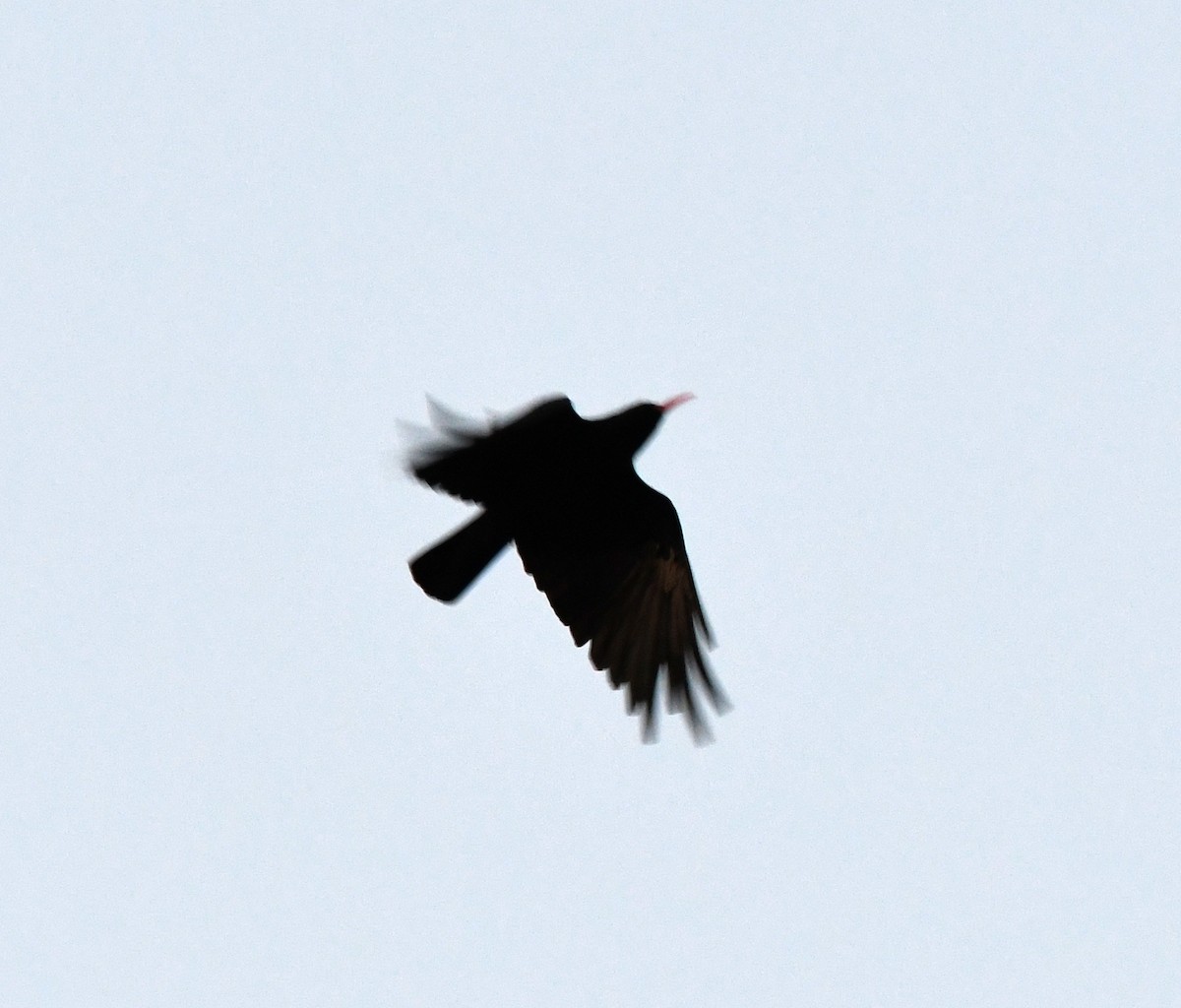 Red-billed Chough - ML608606509