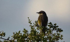 Singing Honeyeater - ML60860651