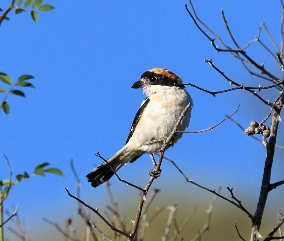 Woodchat Shrike - ML608606526