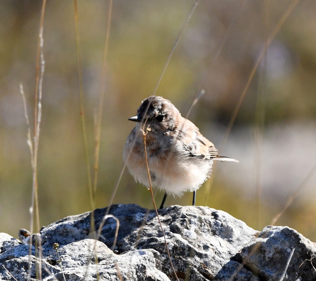 Western Black-eared Wheatear - A Emmerson