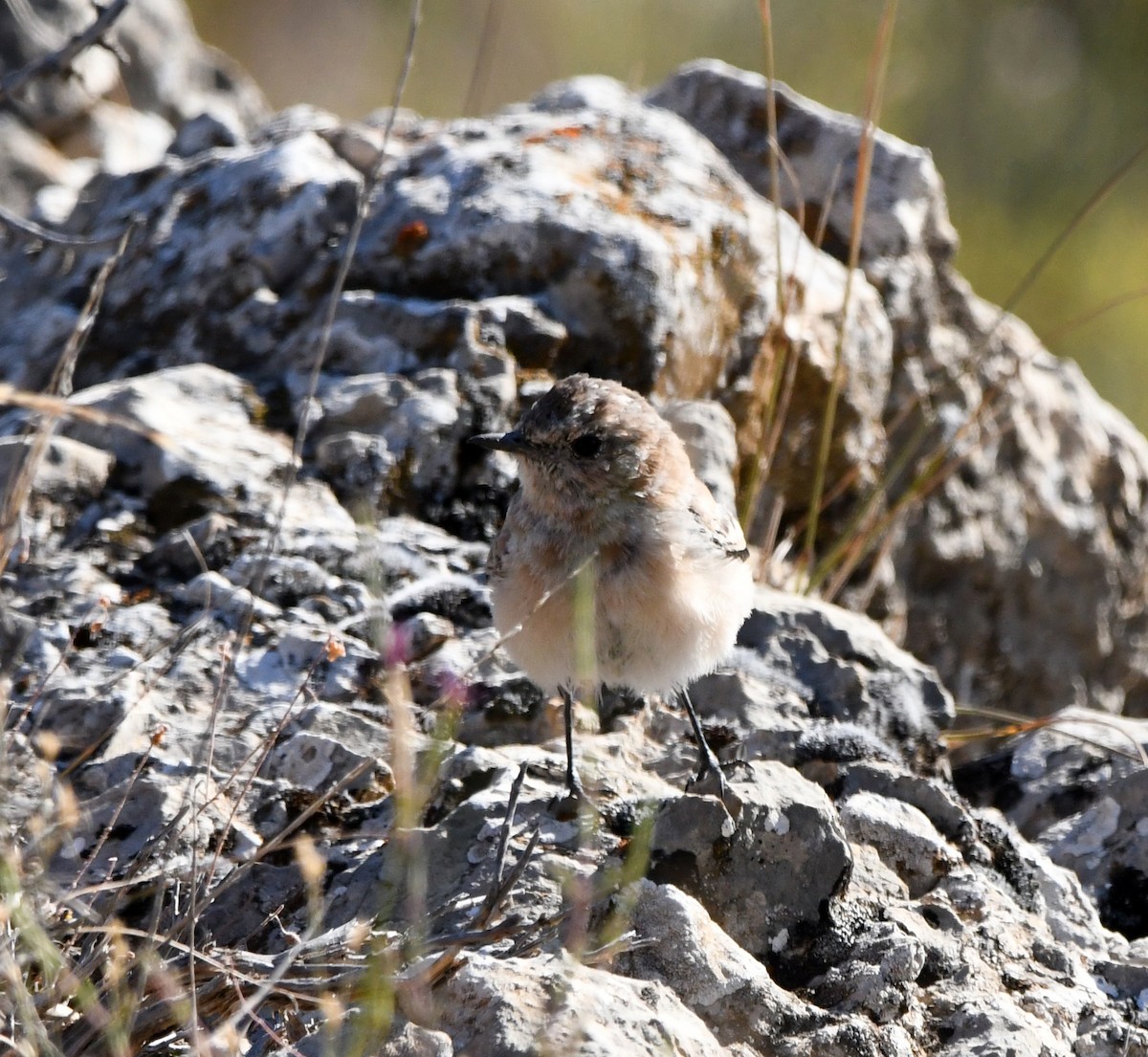 Western Black-eared Wheatear - ML608606536