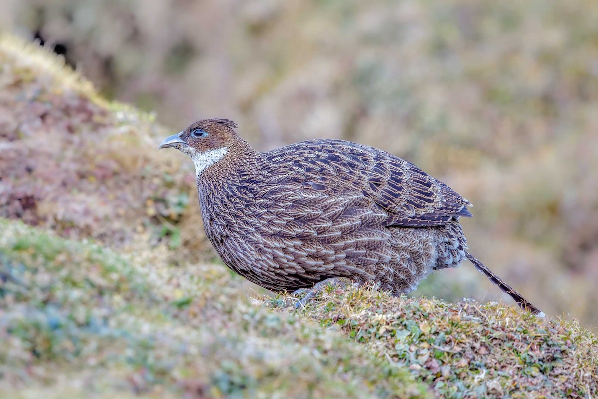 Himalayan Monal - ML608606539