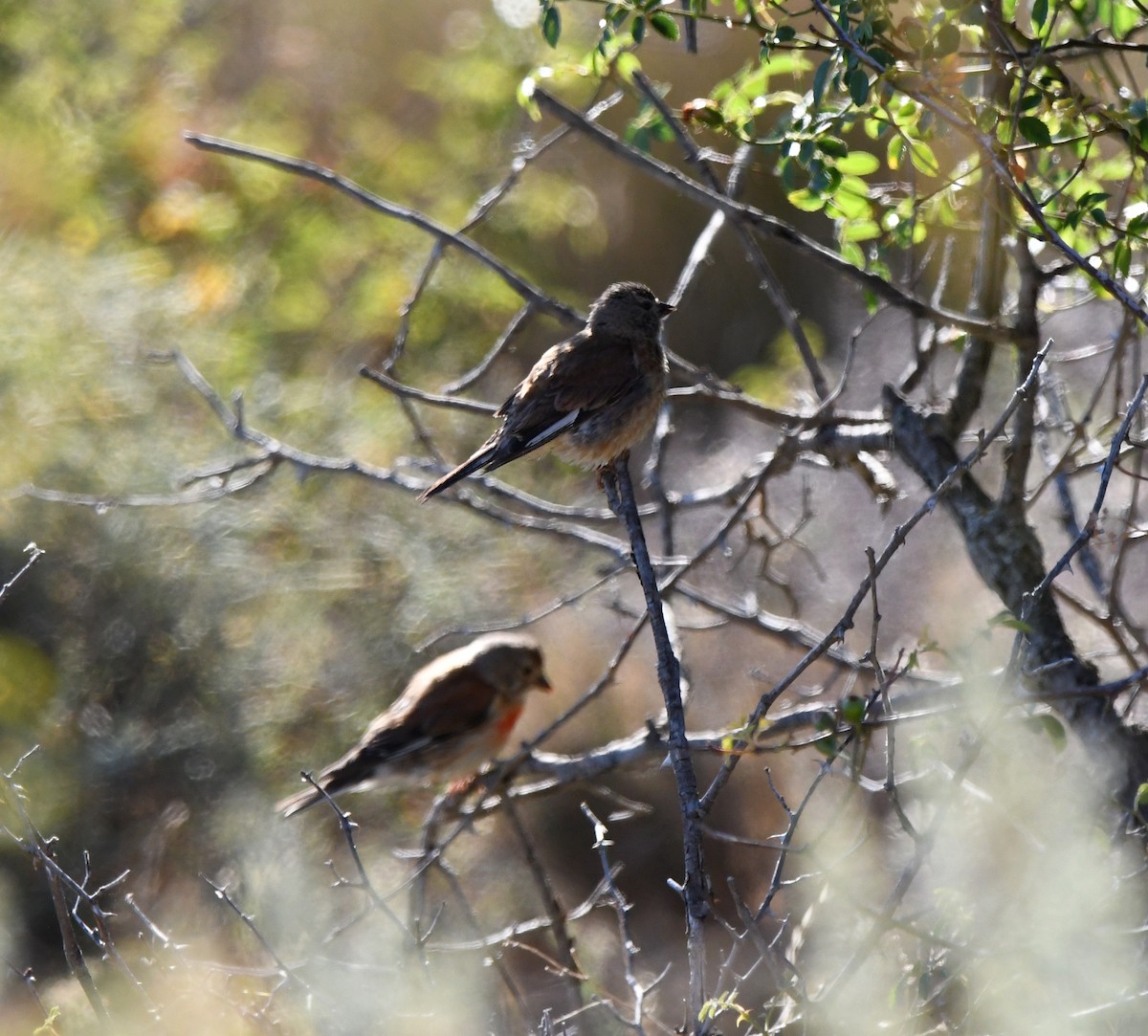 Eurasian Linnet - ML608606555